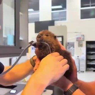 Бобрёнок Лютик впервые попал к врачу, где у него тут же сработал врождённый инстинкт «строителя».
