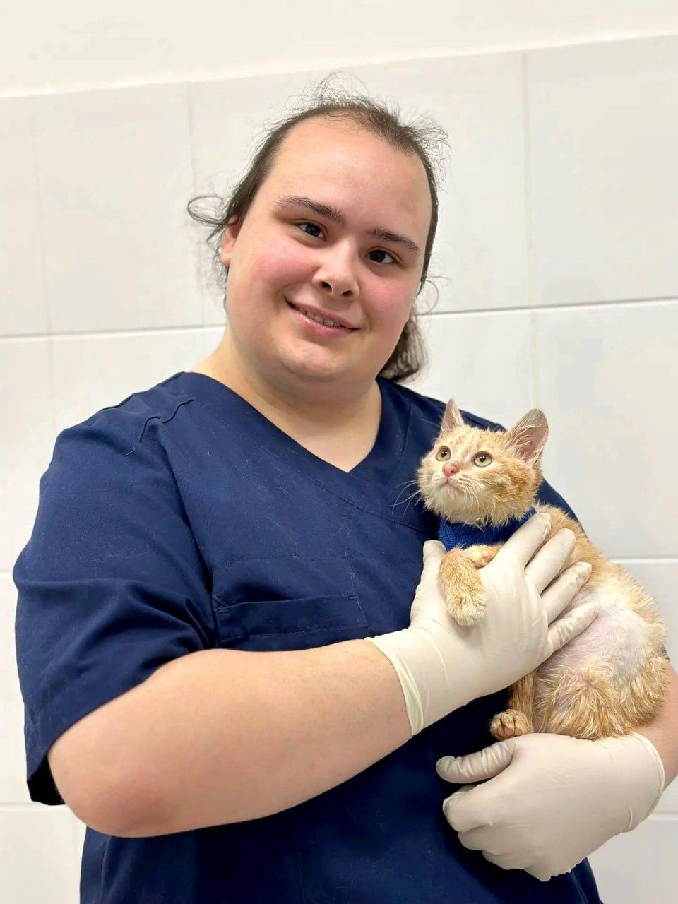 Ветеринары из Москвы спасли котенка по кличке Вафелька, пережившего три...