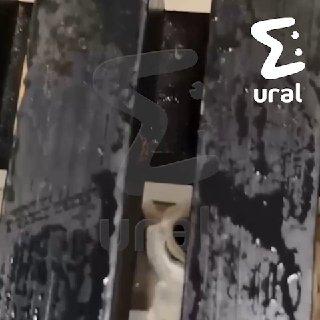 Екатеринбуржцы массово жалуются на тараканов в еде и шкафчиках в термах...