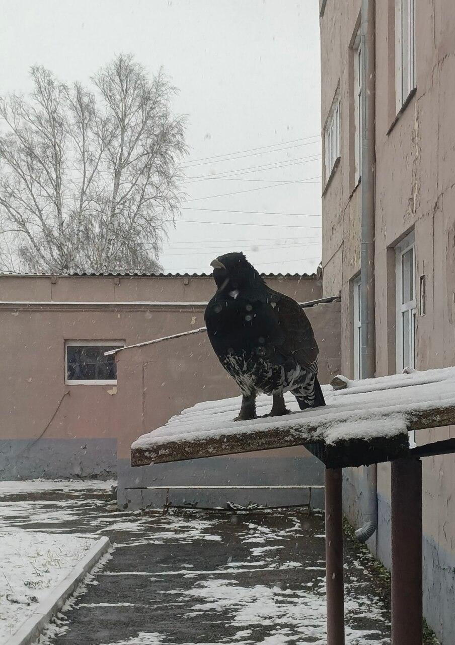 Глухарь заглянул на школьный урок в Партизанском Пернатый исследователь...