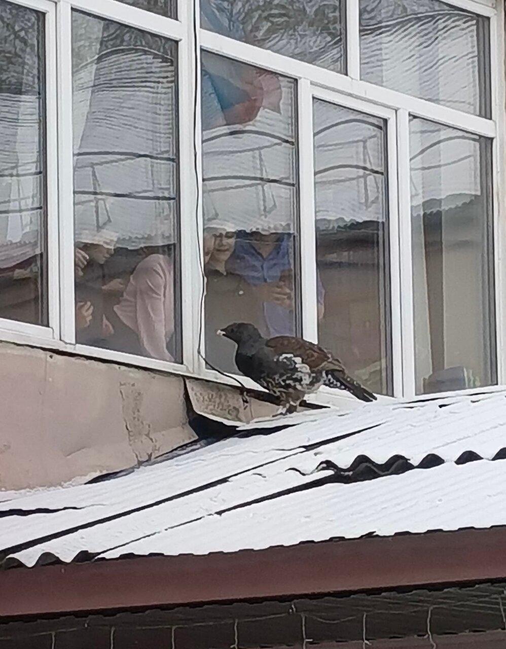 Глухарь заглянул на школьный урок в Партизанском Пернатый исследователь...