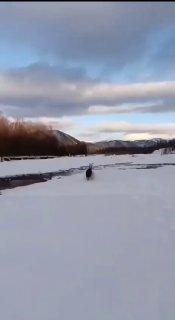 В Якутии дикий козёл напал на домашних оленей, решив показать, кто на районе...