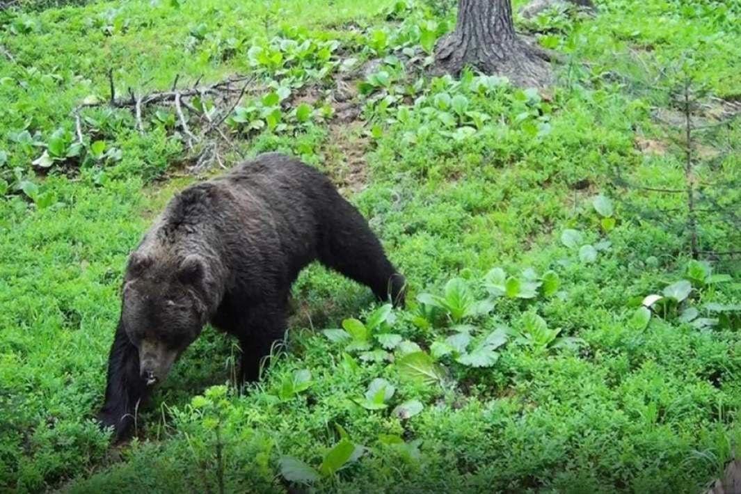 В Богучанском округе ввели режим повышенной готовности из-за медведей
