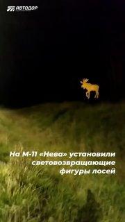 На трассе «Нева» появились светоотражающие силуэты лосей — они должны предупредить водителей о возможном выходе животных на дорогу.