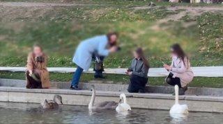 На Патриарших местные жители возмутились тем, что ради фотографий лебедей...