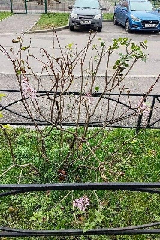 В Шушарах сирень перепутала осень с весной