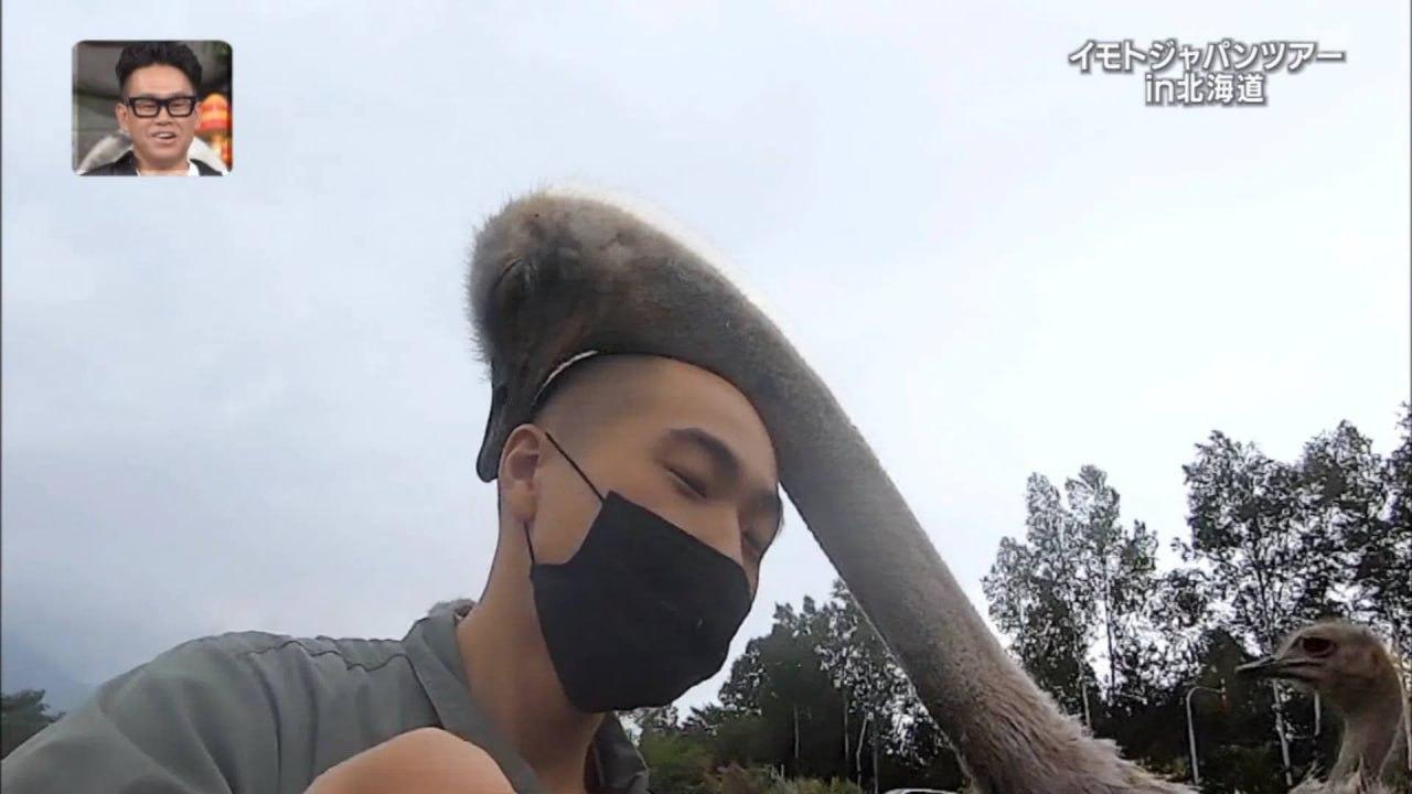 Страусы обожают лысых людей.