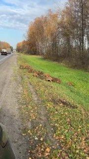 Кабаны всё чаще выходят к людям в Москве, Подмосковье и Ленобласти.