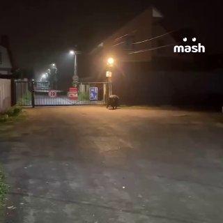 Кабаны всё чаще выходят к людям в Москве, Подмосковье и Ленобласти.