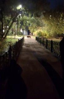 Кабаны всё чаще выходят к людям в Москве, Подмосковье и Ленобласти.