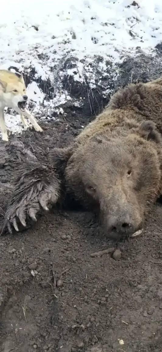 Один из лучших охотников Красноярского края погиб от нападения медведя.
