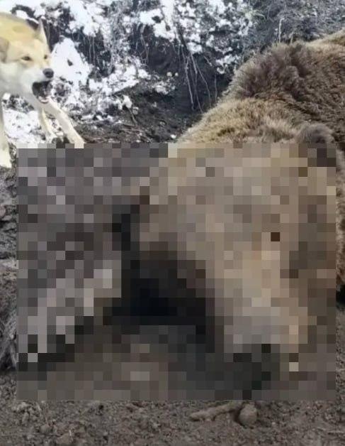 Медведь задрал охотника в Красноярском крае. Трагедия произошла накануне у...