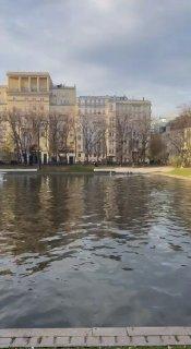 Лебедей с Патриарших поймали и отправили на зимовку в Московский зоопарк....