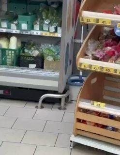 Красноярский Роспотребнадзор ищет автора видео с крысами в магазине