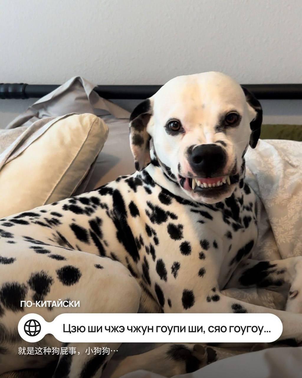 Мем «Такая ху*ня, собачка» перевели на разные иностранные языки — например, на чешском вариант звучит как «Такова срачка, пейску», а на польском «Но и хуй, пеську».
