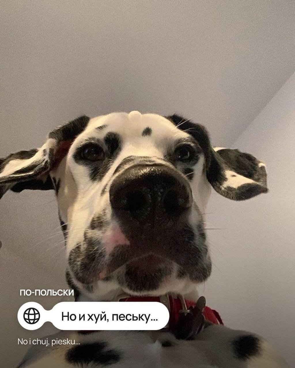 Мем «Такая ху*ня, собачка» перевели на разные иностранные языки — например, на чешском вариант звучит как «Такова срачка, пейску», а на польском «Но и хуй, пеську».