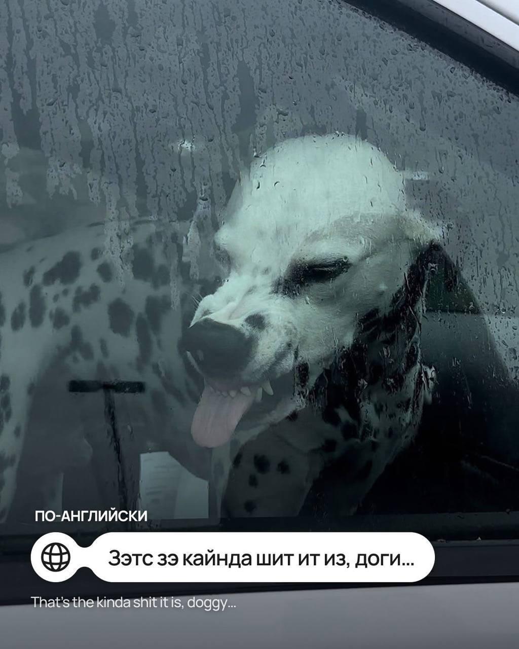 Мем «Такая ху*ня, собачка» перевели на разные иностранные языки — например, на чешском вариант звучит как «Такова срачка, пейску», а на польском «Но и хуй, пеську».