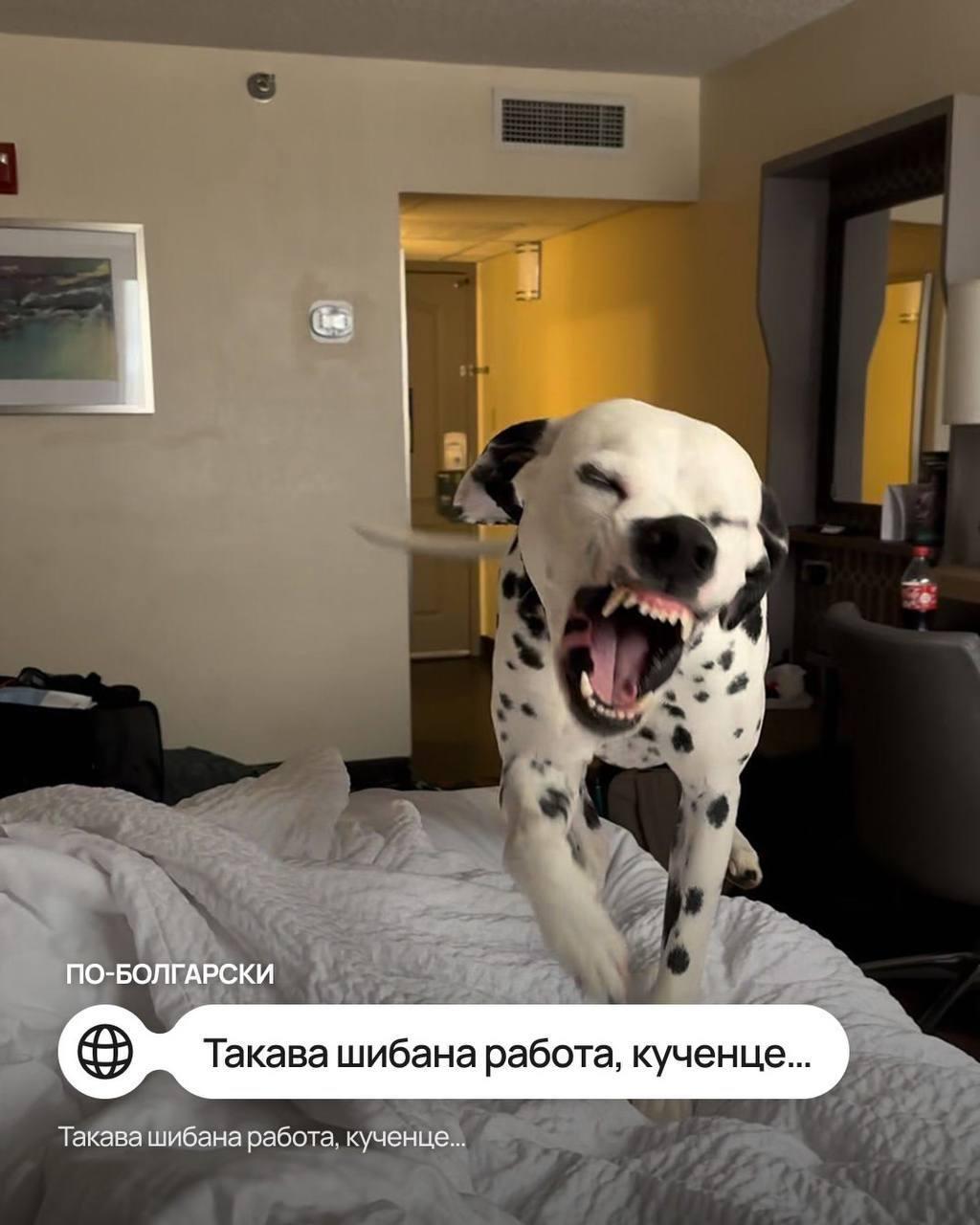 Мем «Такая ху*ня, собачка» перевели на разные иностранные языки — например, на чешском вариант звучит как «Такова срачка, пейску», а на польском «Но и хуй, пеську».