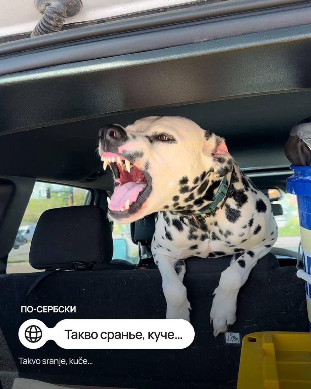 Мем «Такая ху*ня, собачка» перевели на разные иностранные языки — например, на чешском вариант звучит как «Такова срачка, пейску», а на польском «Но и хуй, пеську».