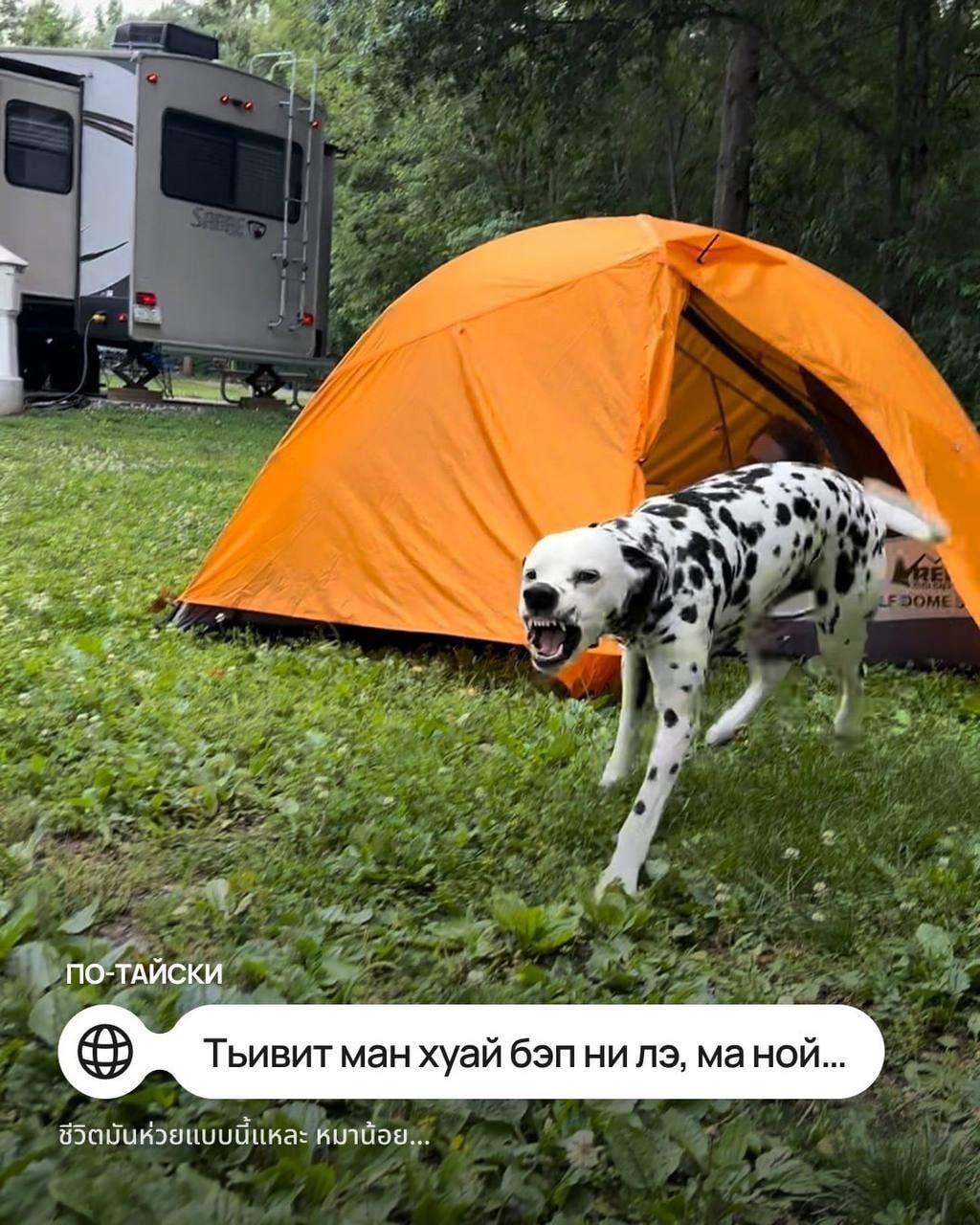 Мем «Такая ху*ня, собачка» перевели на разные иностранные языки — например, на чешском вариант звучит как «Такова срачка, пейску», а на польском «Но и хуй, пеську».