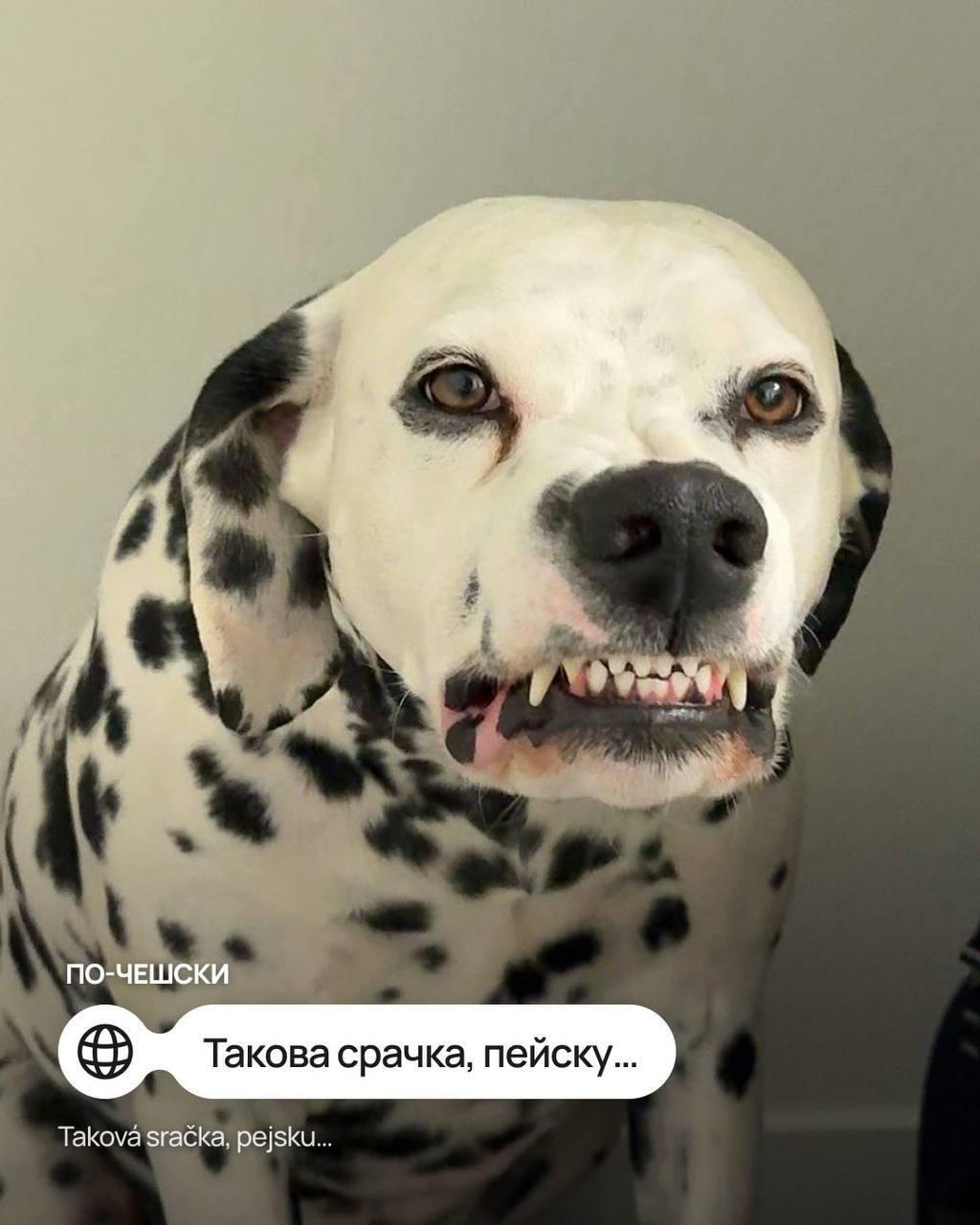 Мем «Такая ху*ня, собачка» перевели на разные иностранные языки — например, на чешском вариант звучит как «Такова срачка, пейску», а на польском «Но и хуй, пеську».