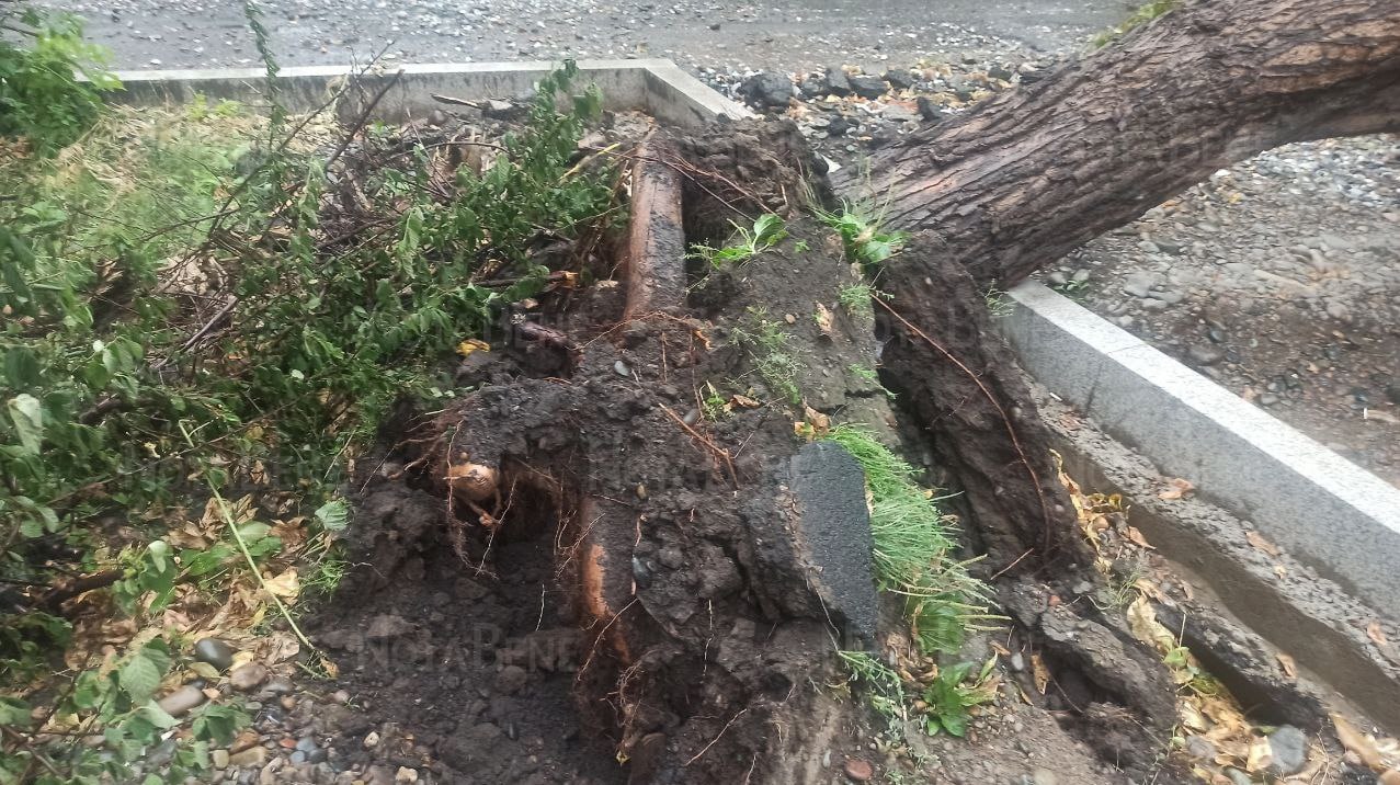 В Абакане ветром повалило тополь. Дерево упало на пр....