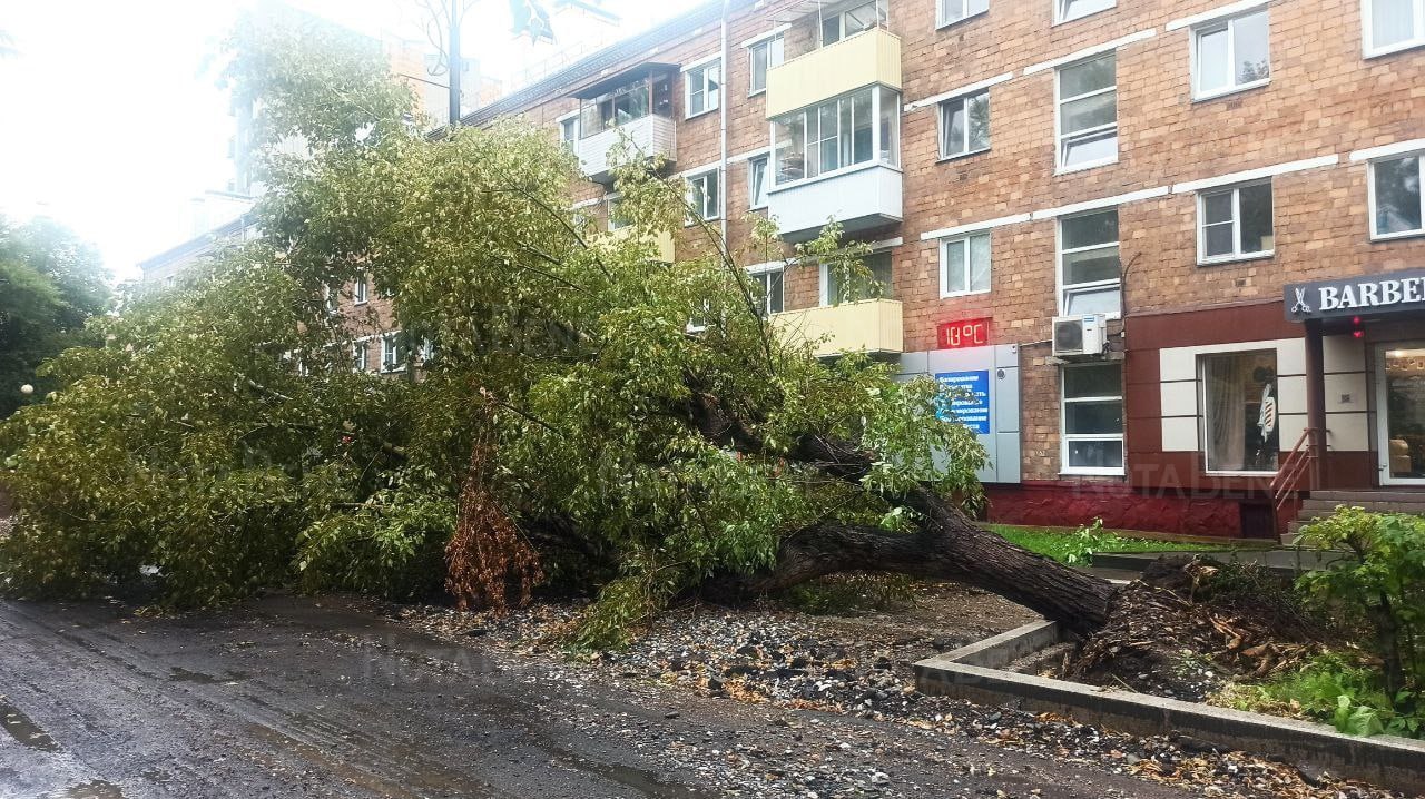 В Абакане ветром повалило тополь. Дерево упало на пр....