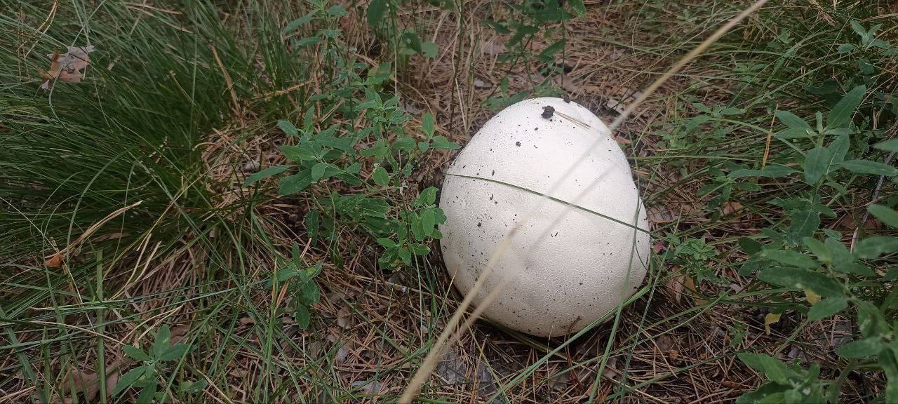 На юге Красноярского края нашли гигантские грибы размером...