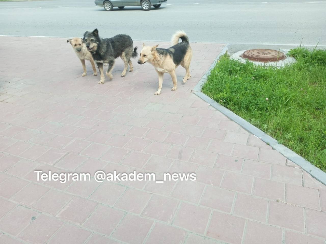 Стая бродячих собак набросилась на девушку и ее питомца на проспекте Сахарова