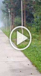 В черемушкинском чате спорят, кто бегает по поселку -...