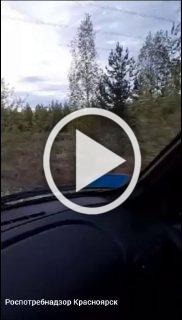 Медведей увидели у дороги в Богучанском районе