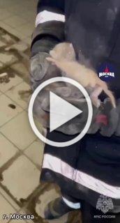 Котёнок умирал в бетонной западне. 