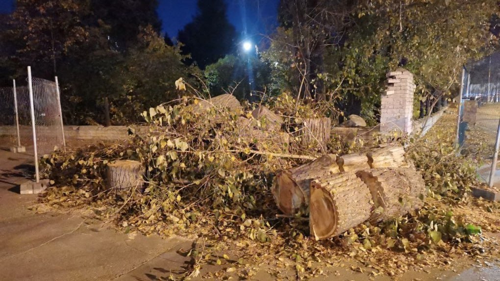 На Первомайской приступили к реконструкции дендропарка....