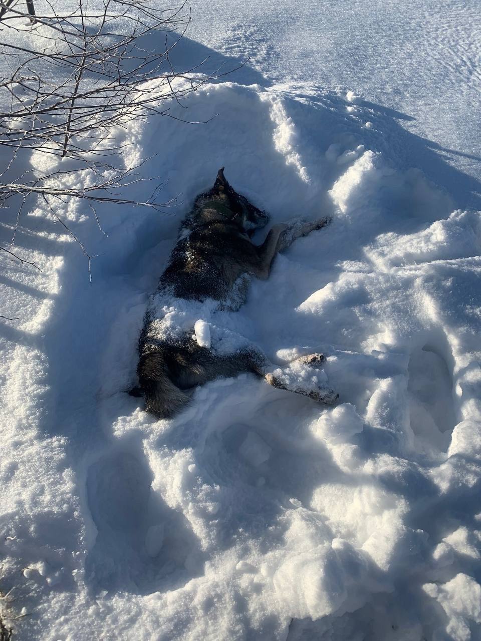 Возбуждено уголовное дело по факту убийства более 10...