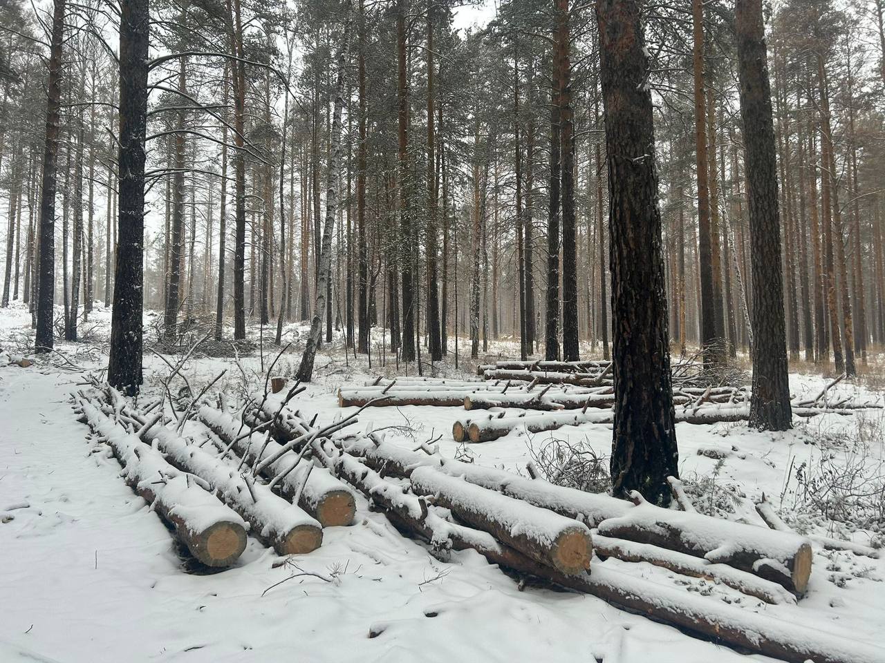 Возбуждено уголовное дело о незаконной рубке леса в Сысертском районе