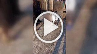 Жители улицы Садовая в Абакане напали на отловщика...