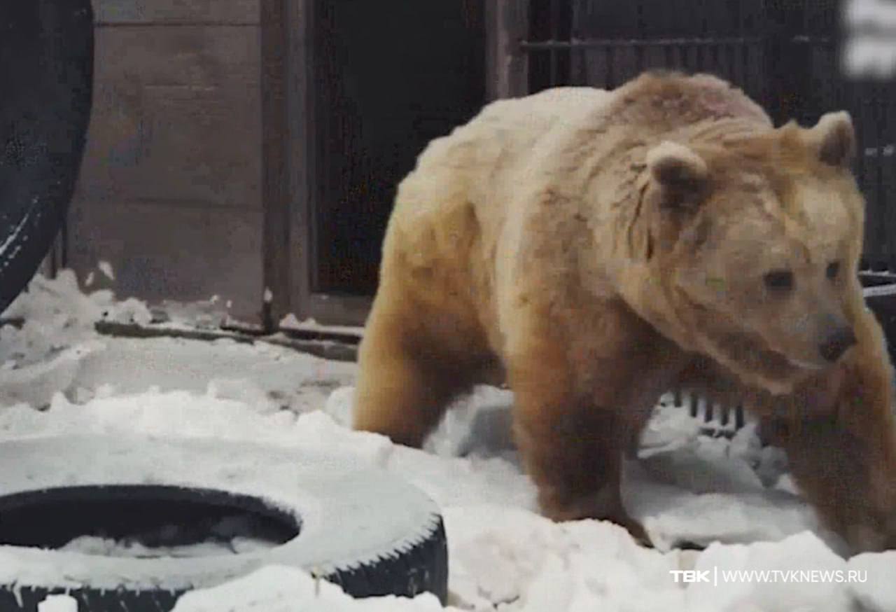 В «Роевом ручье» косолапый вышел из спячки в теплую...