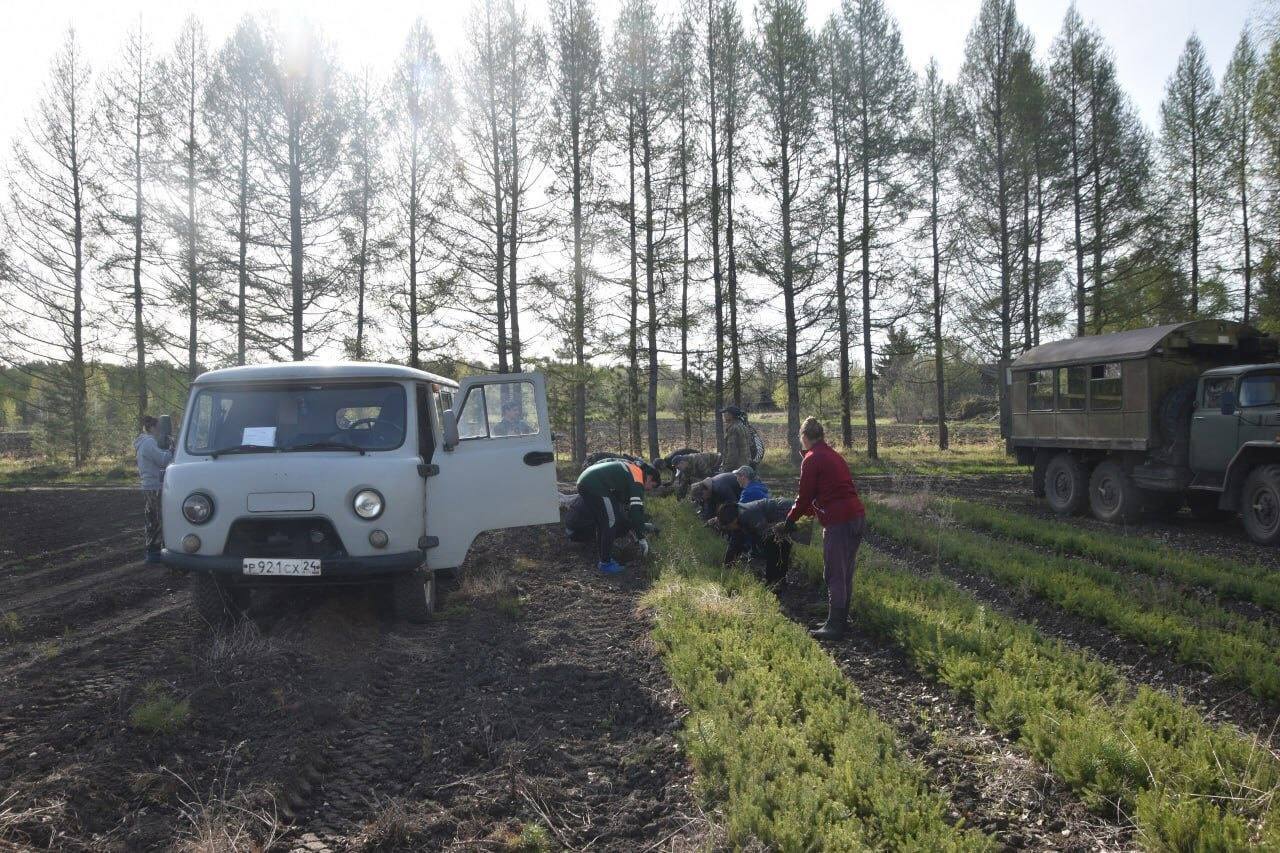 В Красноярском крае начался сезон лесовосстановления....