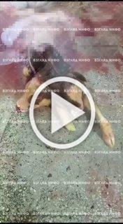 В Красноярском крае родился двуглавый телёнок....
