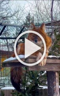 Кайф — самец красного волка из красноярского зоопарка «Роев ручей». Этот редкий вид появился в результате гремучей смеси восточного волка, койота и серого волка. 