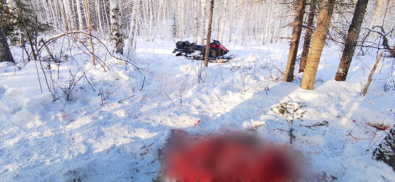 В Большеулуйском районе полицейскими задержан подозреваемый в незаконной охоте на беременную лосиху