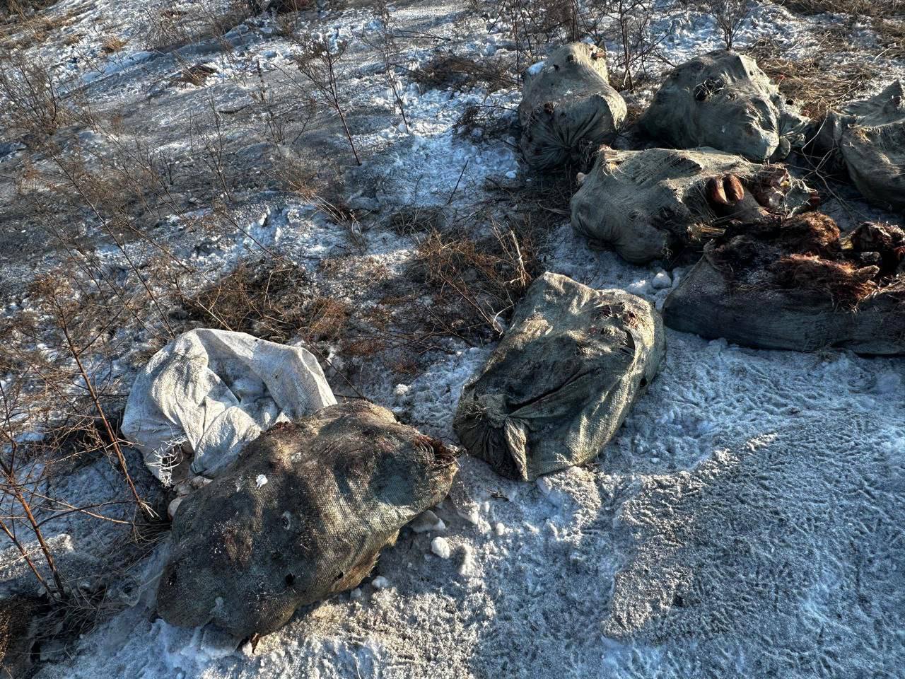 Чипы на останках животных помогли установить нарушителя,...