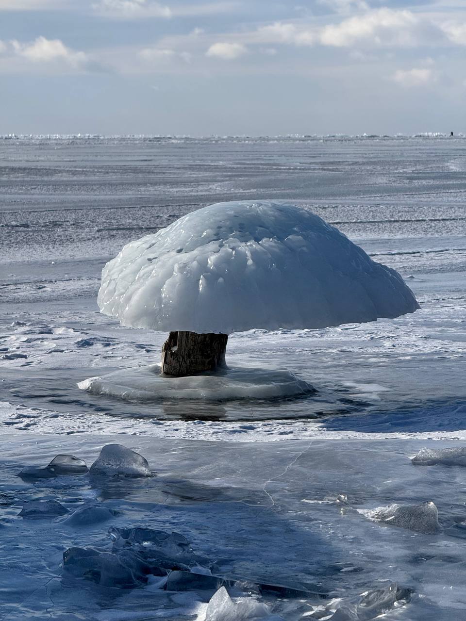 На Байкале выросли грибы в феврале. Да не какие-нибудь, а...