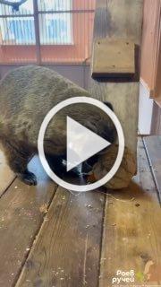 🐾 В красноярском зоопарке «Роев ручей» поделились...