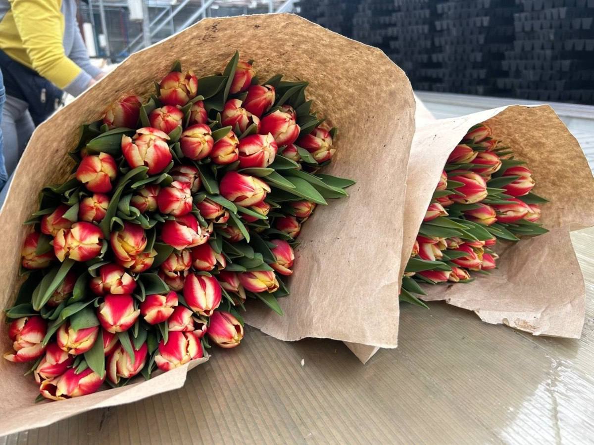 Около 300 тысяч цветов завезли в Красноярский край накануне 8 Марта