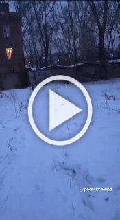 Красноярцы спасли собаку, которую бросили умирать в...