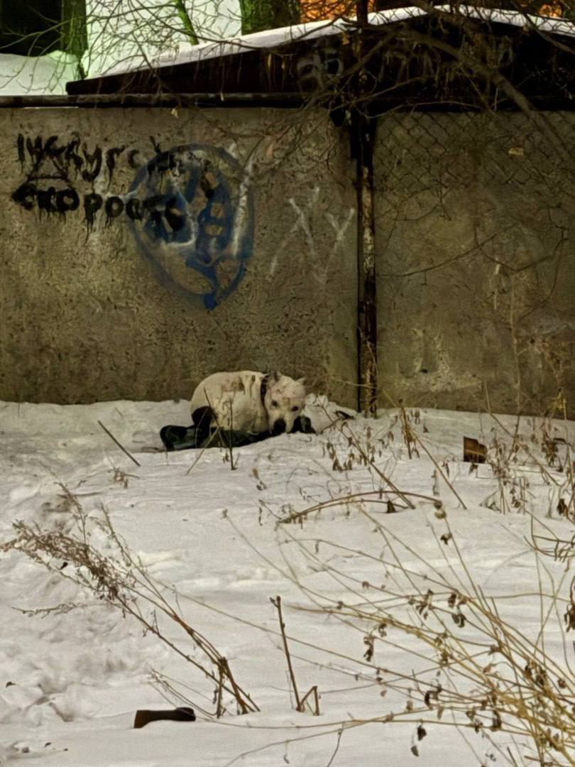Красноярцы спасли собаку, которую бросили умирать в...