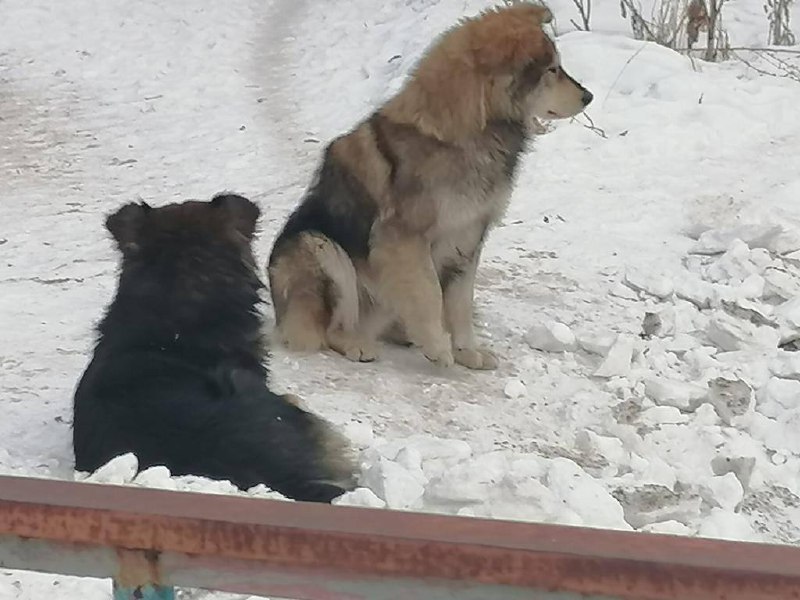 В Минусинске возбуждено уголовное дело по факту нападения...