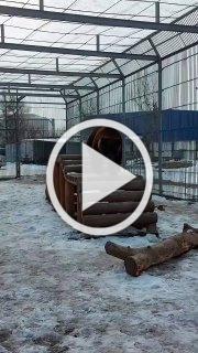 Любуемся медведем Андрюшей из Абаканского зоопарка. Видео...