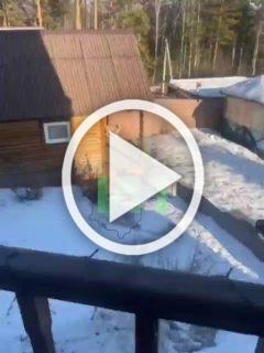 Рысь заметили в ДНТ «Полет», на участке. Животное...